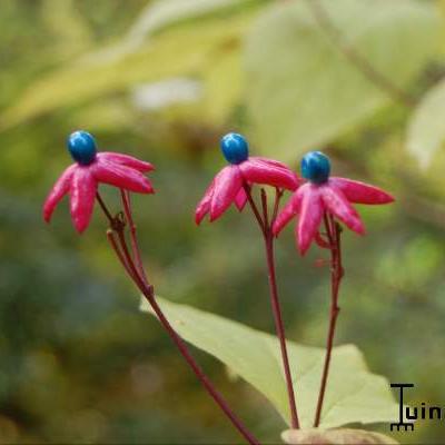 Clerodendrum trichotomum - Japanischer Losstrauch