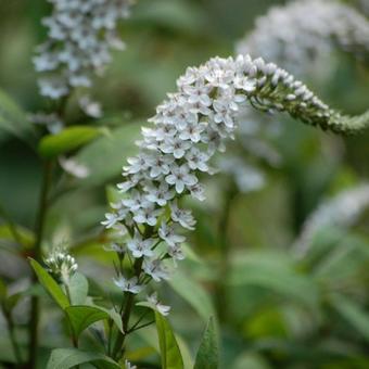 Lysimachia clethroides