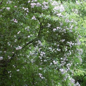 Rosa 'Paul's Himalayan Musk Rambler'