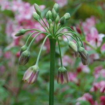 Allium siculum subsp. dioscoridis