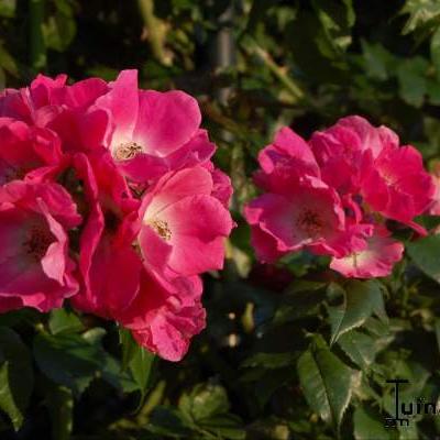 Rosa 'American Pillar' - 