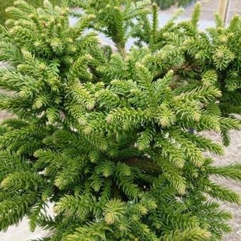 Cryptomeria japonica 'Dinger'