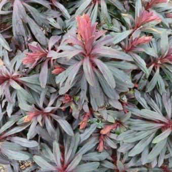 Euphorbia amygdaloides 'Purpurea'