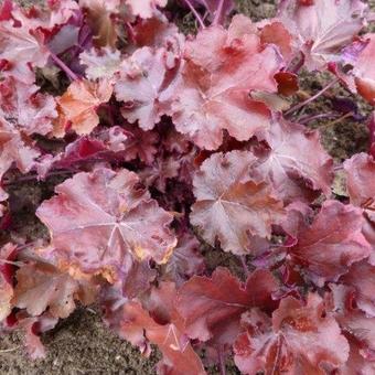 Heuchera 'Cherry Cola'