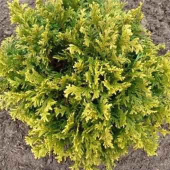 Chamaecyparis pisifera 'Golden Pincushion'