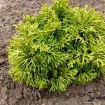 Chamaecyparis obtusa 'Butter Ball' - 