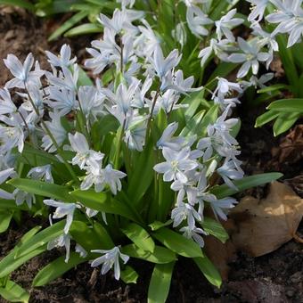 Scilla mischtschenkoana