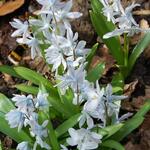 Scilla mischtschenkoana - 