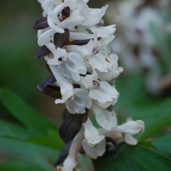 Corydalis cava