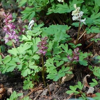 Corydalis cava