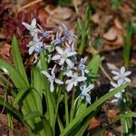 Scilla mischtschenkoana - Mischtschenko-Blaustern