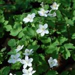 Anemonella thalictroides - Rautenanemone