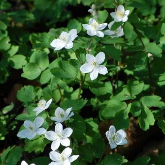 Anemonella thalictroides