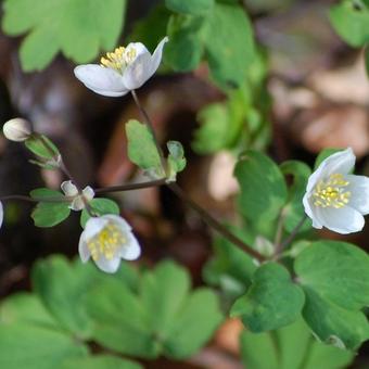 Anemonella thalictroides