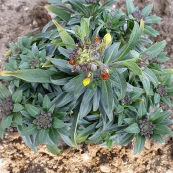 Erysimum linifolium 'Fragrant Sunshine'