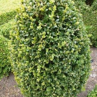 Buxus microphylla 'John Baldwin'