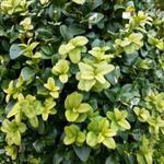 Buxus sempervirens 'Fakir' - 