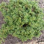 Chamaecyparis obtusa 'Maureen' - 