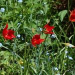 Tulipa sprengeri - 