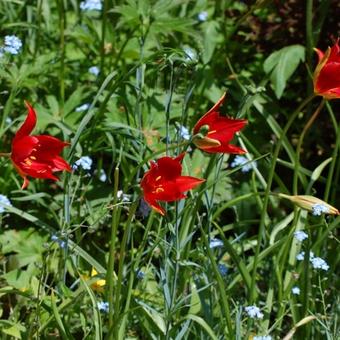 Tulipa sprengeri