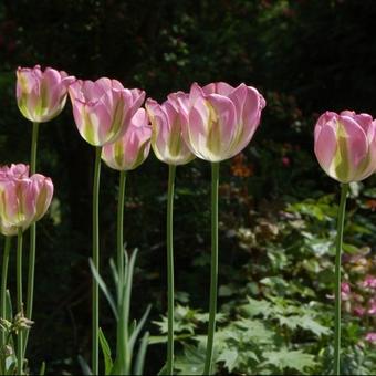 Tulipa 'Groenland'