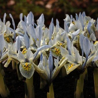 Iris 'Katharine Hodgkin'