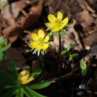 Eranthis