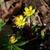 Eranthis