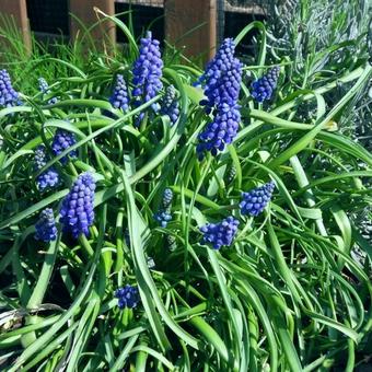 Muscari armeniacum