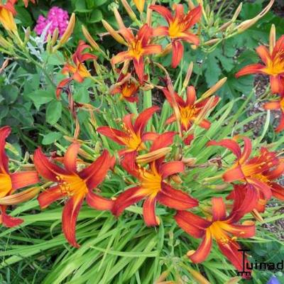 Hemerocallis (rode varieteiten) - 