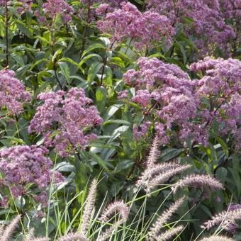 Eupatorium maculatum 'Glutball'