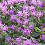 Monarda fistulosa  subsp. menthifolia - 