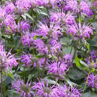 Monarda fistulosa  subsp. menthifolia