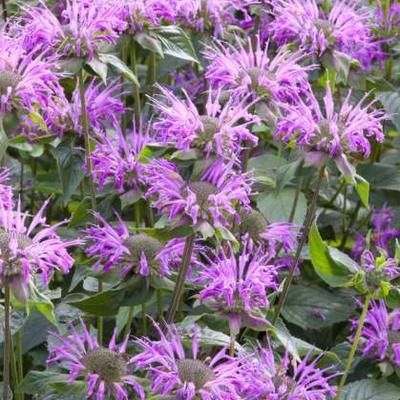 Monarda fistulosa  subsp. menthifolia - Monarda fistulosa  subsp. menthifolia