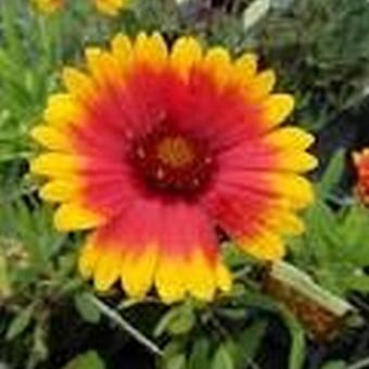 Gaillardia aristata 'Kobold'