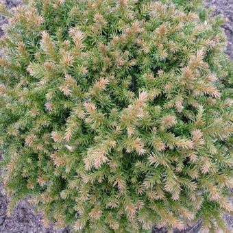 Cryptomeria japonica 'Vilmoriniana