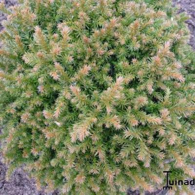 Cryptomeria japonica 'Vilmoriniana - 