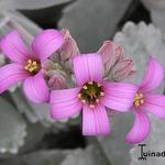 Kalanchoe pumila 'Silver Gray' - 