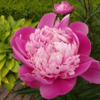 Paeonia lactiflora 'Bowl of Beauty'