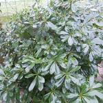 Pittosporum tobira 'Nanum' - Pittosporum tobira 'Nanum'