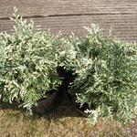 Chamaecyparis lawsoniana 'Pearly Swirl's' - 