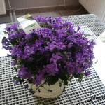 Campanula addenda 'Blue Planet' - 