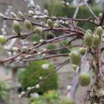 Salix repens 'Iona' - Salix repens 'Iona'