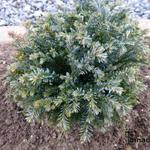 Chamaecyparis lawsoniana 'Rimpelaar' - 