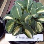 Hosta 'Snow Mouse' - 