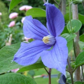 Clematis durandii