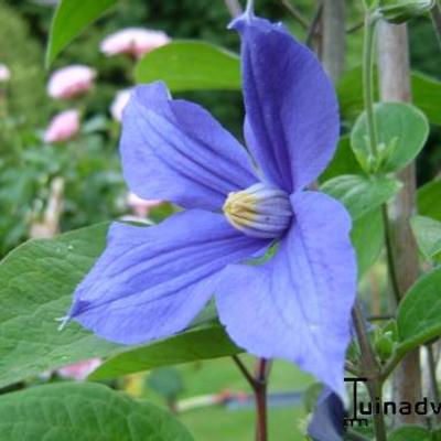 Clematis durandii  - 