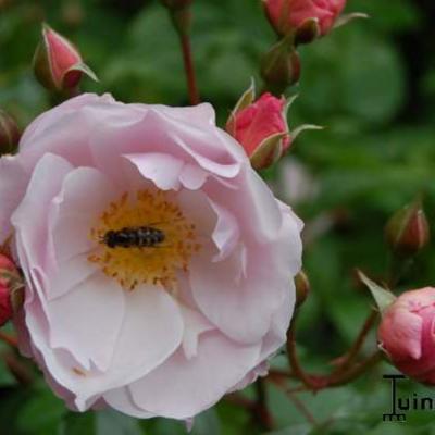 Rosa 'Dir. H.J. Bos' - 