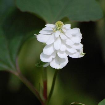 Houttuynia cordata 'Plena'