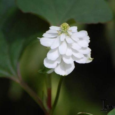 Houttuynia cordata 'Plena' - 